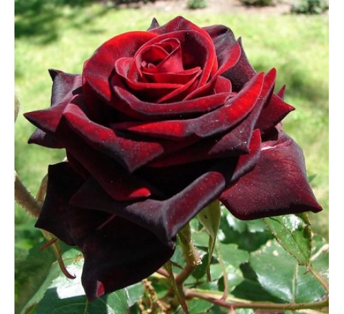 Роза Блэк меджик (Black magiс)